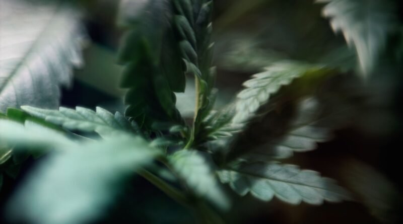 Close-up image of cannabis leaves with a blurred background.