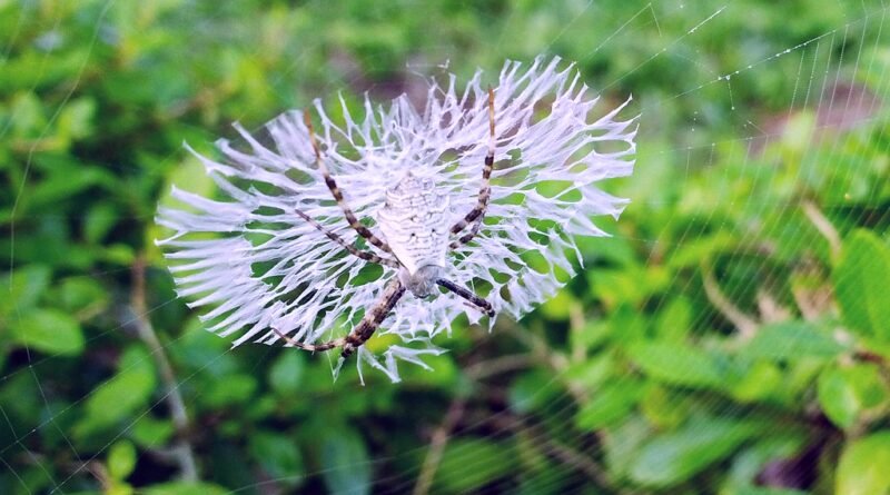 new spider species