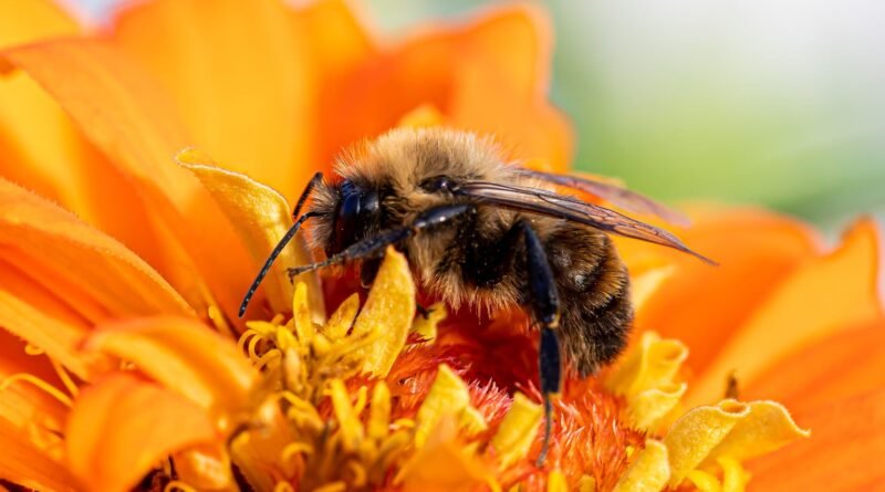 wild bee discovery
