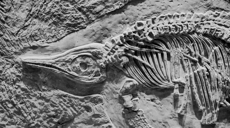 Jurassic mammaliaform swimmer