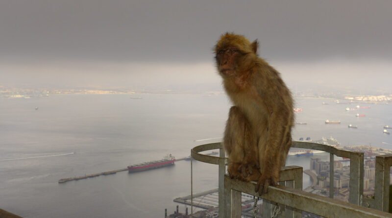 monkey jumped on my head