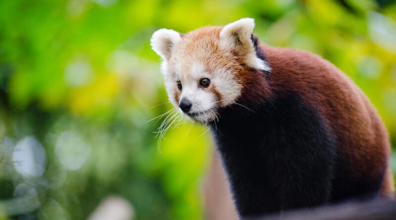 Panda watch with ears